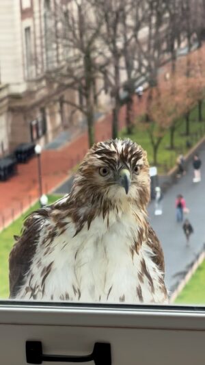 Jelani Cobb Instagram - Stood up from my desk and noticed this beauty perched on the window sill behind me. Hung out for a good while too.