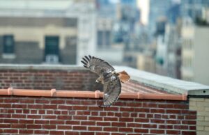 Jelani Cobb Instagram - Your weekly Manhattan raptor shot.