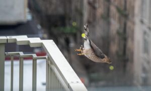 Jelani Cobb Instagram - Taking flight. The hawk that hung out on the railing this morning nose-dived off of it and free fell for ten feet or so before dramatically opening its wings and swooping away. Clearly showing off for its audience.