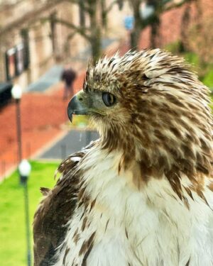 Jelani Cobb Instagram - Is this a falcon or a hawk? Saw him or her hanging out on the window sill in my office this afternoon.