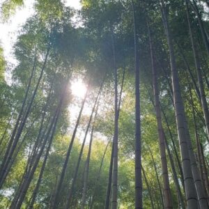Jennifer Garner Instagram - Dream trip to Japan: a to do list. 🇯🇵
1 - Always find a boat (🥂 for extra points) 
2 - Visit every temple and shrine, bow clap pray. But first: purify.
3 -  Sit still. Tenryu-ji.
4 - Pretend to be 😎✌️for Tokyo. 
5 - Can this guy visit LA, please? 🐱
6 - Kinkaku-ji Golden Pavilion. What a beautiful world. 
7 - Tidy does it! (slurp). 🍜 
8 - Listen to the morning in Ise-Shima 🔊 
9 - Oyster farmers are wonderful, too. 🦪 
10 - Deadpool.  行こう、行こう ♥️💛
11 - When seeing is a prayer. 
12 - 👀 ⬆️ 
13 - No mud, no lotus. 🪷 
14 - Honor the life forces that feed us. Thank you, abalone. (aka: the triumph of the former picky eater 🙋🏻‍♀️) 
15 - Sometimes: 🍺