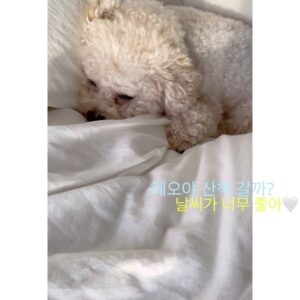 Jeong Hye-young Instagram - 레오의 여름🩵