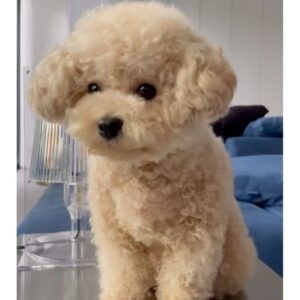 Jeong Hye-young Instagram - 🤎
내 사랑 레오
갸우뚱 갸우뚱