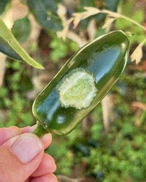 Jeremy Wray Instagram - Checking on the jalapeño plants 🌱 and noticed some leaves were missing and some bites were taken out of the peppers 🧐… turns out there were 4 of these absolute monster caterpillars 🐛 having a field day out there! Looked into it and they are actually tomato hornworms and they can do damage quick! It says I should kill them on site, but my daughter loves these type of creatures, so I put them in our old lizard habitat instead so she could check them out and figure out what to do with them. She fed them more fresh leaves and now they have burrowed into the sand at the bottom. They turn into enormous hummingbird moths if all goes well. Glad to have them out of the garden and I still got a nice crop of jalapeños for fresh salsa 🌶️