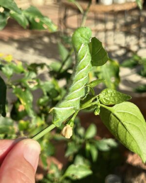 Jeremy Wray Instagram - Checking on the jalapeño plants 🌱 and noticed some leaves were missing and some bites were taken out of the peppers 🧐… turns out there were 4 of these absolute monster caterpillars 🐛 having a field day out there! Looked into it and they are actually tomato hornworms and they can do damage quick! It says I should kill them on site, but my daughter loves these type of creatures, so I put them in our old lizard habitat instead so she could check them out and figure out what to do with them. She fed them more fresh leaves and now they have burrowed into the sand at the bottom. They turn into enormous hummingbird moths if all goes well. Glad to have them out of the garden and I still got a nice crop of jalapeños for fresh salsa 🌶️