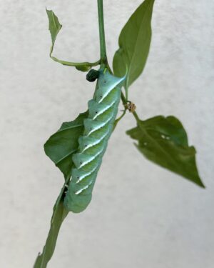 Jeremy Wray Instagram - Checking on the jalapeño plants 🌱 and noticed some leaves were missing and some bites were taken out of the peppers 🧐… turns out there were 4 of these absolute monster caterpillars 🐛 having a field day out there! Looked into it and they are actually tomato hornworms and they can do damage quick! It says I should kill them on site, but my daughter loves these type of creatures, so I put them in our old lizard habitat instead so she could check them out and figure out what to do with them. She fed them more fresh leaves and now they have burrowed into the sand at the bottom. They turn into enormous hummingbird moths if all goes well. Glad to have them out of the garden and I still got a nice crop of jalapeños for fresh salsa 🌶️