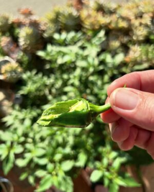 Jeremy Wray Instagram - Checking on the jalapeño plants 🌱 and noticed some leaves were missing and some bites were taken out of the peppers 🧐… turns out there were 4 of these absolute monster caterpillars 🐛 having a field day out there! Looked into it and they are actually tomato hornworms and they can do damage quick! It says I should kill them on site, but my daughter loves these type of creatures, so I put them in our old lizard habitat instead so she could check them out and figure out what to do with them. She fed them more fresh leaves and now they have burrowed into the sand at the bottom. They turn into enormous hummingbird moths if all goes well. Glad to have them out of the garden and I still got a nice crop of jalapeños for fresh salsa 🌶️