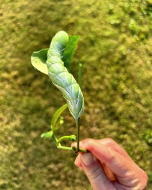Jeremy Wray Instagram - Checking on the jalapeño plants 🌱 and noticed some leaves were missing and some bites were taken out of the peppers 🧐… turns out there were 4 of these absolute monster caterpillars 🐛 having a field day out there! Looked into it and they are actually tomato hornworms and they can do damage quick! It says I should kill them on site, but my daughter loves these type of creatures, so I put them in our old lizard habitat instead so she could check them out and figure out what to do with them. She fed them more fresh leaves and now they have burrowed into the sand at the bottom. They turn into enormous hummingbird moths if all goes well. Glad to have them out of the garden and I still got a nice crop of jalapeños for fresh salsa 🌶️