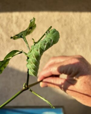 Jeremy Wray Instagram - Checking on the jalapeño plants 🌱 and noticed some leaves were missing and some bites were taken out of the peppers 🧐… turns out there were 4 of these absolute monster caterpillars 🐛 having a field day out there! Looked into it and they are actually tomato hornworms and they can do damage quick! It says I should kill them on site, but my daughter loves these type of creatures, so I put them in our old lizard habitat instead so she could check them out and figure out what to do with them. She fed them more fresh leaves and now they have burrowed into the sand at the bottom. They turn into enormous hummingbird moths if all goes well. Glad to have them out of the garden and I still got a nice crop of jalapeños for fresh salsa 🌶️