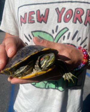 Jesse Bradford Instagram - Ok first a praying mantis and now a turtle. WTF? This red eared slider was just chilling on the road in front of our neighbors house this morning.  I don’t know what’s going on with this menagerie I’m attracting. Better check my horoscope or something…. 
✨🐢✨