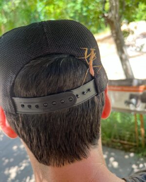 Jesse Bradford Instagram - So we took our daughter to the zoo for the first time yesterday but that’s not even the headline. The headline is I SAVED A PINK PRAYING MANTIS AND THEN SHE WOULDN’T LEAVE MY SIDE FOR 7 HOURS.  She did the whole zoo with us, then lunch, grocery shopping, and even a friends BBQ (my friend, not her friend, I don’t actually know any of her friends). Anyway, she came all the way home with us. The second to last photo is from when I coaxed her into our creosote bush, where she finally seemed ready to get back to her regular life. The last shot is from right after we met 💚