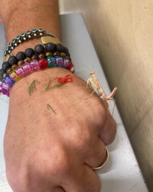 Jesse Bradford Instagram - So we took our daughter to the zoo for the first time yesterday but that’s not even the headline. The headline is I SAVED A PINK PRAYING MANTIS AND THEN SHE WOULDN’T LEAVE MY SIDE FOR 7 HOURS.  She did the whole zoo with us, then lunch, grocery shopping, and even a friends BBQ (my friend, not her friend, I don’t actually know any of her friends). Anyway, she came all the way home with us. The second to last photo is from when I coaxed her into our creosote bush, where she finally seemed ready to get back to her regular life. The last shot is from right after we met 💚