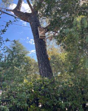 Jesse Bradford Instagram - Bats get a bad rap that they don’t deserve.  So when @batbnb offered me a bat house and a chance to raise awareness, I couldn’t say no. Their bat house was SUPER easy to install, it will house dozens of bats, and I will soon be their leader.  They shall repay me by eating mosquitos and other pests. It’s a win-win. Encouraging bats is encouraging a healthy ecosystem. 
Oh what’s that? You’re afraid of bats? Why? They’re flying mammals, how cool is that?! I bet you’re a mammal. And I bet you wish you could fly, right? SO YOU LITERALLY WISH YOU WERE A BAT. I rest my case your honor 🦇