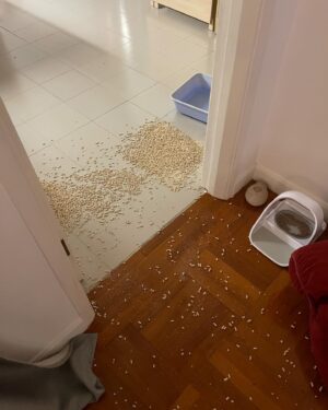 Jessica Hester Hsuan Instagram - What happens when your dogs miss you loads?