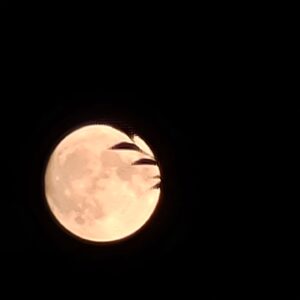 Jill Wine-Banks Instagram - Here's the Super Blue Moon over Evanston after Donovan Mixon's great jazz concert in the alley behind his house.