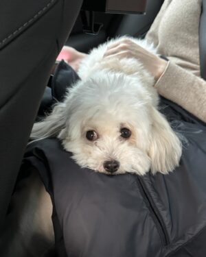 Jo Jung-shik Instagram - 잘 먹고 잘 놀고 잘 사는 방법에 대해서..😀 프리랜서 5달차 아직 새로운 삶에 적응중이지만 장점과 단점은 명확하게 알아가고 있다. 확실한건 점점 수동적 삶을 살 확률이 높은 이 직군에서 다시 능동적이고 적극적인 날 발견하고 있다. 그게 제일 좋다🔥