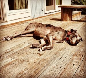 John Heilemann Instagram - Namaste, peeps, and Happy 4th — on which #dzadognyc @gangsteroflovenyc is celebrating his own (physical) independence after 3 restful & rehabilitative but romp-free months following his second successful acl surgery courtesy Dr Pamela Tha God Schwartz at @amcny. And I’ll tell you: He is one *very* exhausted but *very* happy doggo right now. #gangsteroflove #backinthenewyorkgroove #dontcallitacomeback #backinblack 🐶🐾🐾🌊🇺🇸🖤🤍