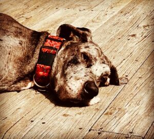 John Heilemann Instagram - Namaste, peeps, and Happy 4th — on which #dzadognyc @gangsteroflovenyc is celebrating his own (physical) independence after 3 restful & rehabilitative but romp-free months following his second successful acl surgery courtesy Dr Pamela Tha God Schwartz at @amcny. And I’ll tell you: He is one *very* exhausted but *very* happy doggo right now. #gangsteroflove #backinthenewyorkgroove #dontcallitacomeback #backinblack 🐶🐾🐾🌊🇺🇸🖤🤍