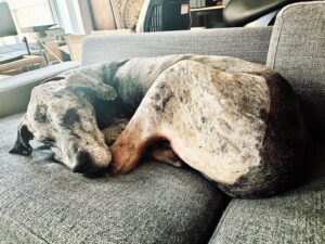 John Heilemann Instagram - Fourteen months after his first acl surgery (right knee), on Monday #dzadognyc returned to @amcny to have his second (left knee). This was DZA's *fourth* surgery in his five years on 🌎 (the other two were to fix a small birth defect in his shoulder when he was a puppy and to remove a huge but benign tumor from his mouth), all performed by AMC’s insanely talented and fully lovable head of surgery, Dr Pam Schwartz (praise jeebus for that woman). All of which is simply to say that this lovable lug has had *way* more than his fair share of medical mishegas … yet he's come through all of it with his profound sweetness, gangly goofiness, outlandish optimism, and overflowing empathy 100% intact. And now, to top it off, once Dizzy's recovery is complete 🤞, this #goodboy will soar into the summer as a fully Bionic Hound … and then, well, everyone LOOK OUT!!! #gangsteroflove #6milliondollardane 🐶🐾🩺💪🙏♥️♥️♥️♥️♥️♥️♥️♥️♥️♥️♥️♥️♥️♥️♥️♥️