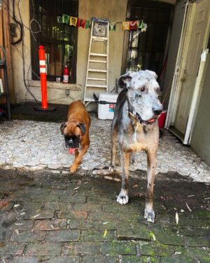 John Heilemann Instagram - So DZA's new boarding bestie is Se7en Anthony -- supercute supercool highly charismatic (and unabashedly vocal) ward of the @kiyananthony @lala & @carmeloanthony #fam. Swipe left to see buddy snaps from their most recent hang. But it's the video that's priceless: these two bros putting a neighbor dog in his place ... though neither Diz nor Se7en *lives* in that neighborhood (but THAT OTHER MUTT KNOWS WHAT HE DID). @spoil_a_pet  #dzadognyc #se7en #trashtalk #letsgoknicks 🐶🐶🌭🌭🐾🐾🏀🏀❤️❤️