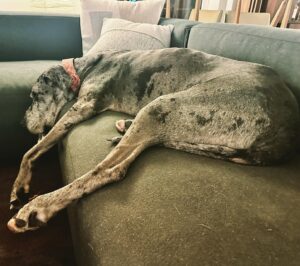 John Heilemann Instagram - For everyone asking for updates on DZA's recovery (from his second acl surgery in a year): SWIPE LEFT to see what eight weeks on the mend looks like, @gangsteroflovenyc style. (PS, he's bored out of his fucking mind but otherwise doing great!) #dzadognyc #springinhisstep #bionicdog 🐶🐕🐾🤍🖤