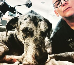 John Heilemann Instagram - For everyone asking for updates on DZA's recovery (from his second acl surgery in a year): SWIPE LEFT to see what eight weeks on the mend looks like, @gangsteroflovenyc style. (PS, he's bored out of his fucking mind but otherwise doing great!) #dzadognyc #springinhisstep #bionicdog 🐶🐕🐾🤍🖤