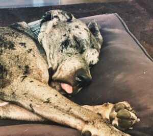 John Heilemann Instagram - For everyone asking for updates on DZA's recovery (from his second acl surgery in a year): SWIPE LEFT to see what eight weeks on the mend looks like, @gangsteroflovenyc style. (PS, he's bored out of his fucking mind but otherwise doing great!) #dzadognyc #springinhisstep #bionicdog 🐶🐕🐾🤍🖤