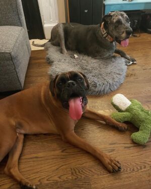 John Heilemann Instagram - So DZA's new boarding bestie is Se7en Anthony -- supercute supercool highly charismatic (and unabashedly vocal) ward of the @kiyananthony @lala & @carmeloanthony #fam. Swipe left to see buddy snaps from their most recent hang. But it's the video that's priceless: these two bros putting a neighbor dog in his place ... though neither Diz nor Se7en *lives* in that neighborhood (but THAT OTHER MUTT KNOWS WHAT HE DID). @spoil_a_pet  #dzadognyc #se7en #trashtalk #letsgoknicks 🐶🐶🌭🌭🐾🐾🏀🏀❤️❤️