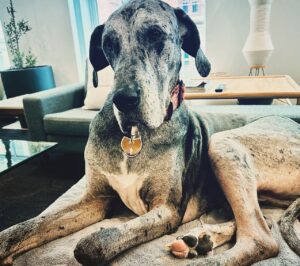 John Heilemann Instagram - For everyone asking for updates on DZA's recovery (from his second acl surgery in a year): SWIPE LEFT to see what eight weeks on the mend looks like, @gangsteroflovenyc style. (PS, he's bored out of his fucking mind but otherwise doing great!) #dzadognyc #springinhisstep #bionicdog 🐶🐕🐾🤍🖤
