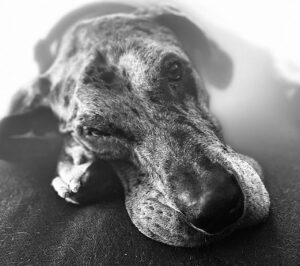 John Heilemann Instagram - For everyone asking for updates on DZA's recovery (from his second acl surgery in a year): SWIPE LEFT to see what eight weeks on the mend looks like, @gangsteroflovenyc style. (PS, he's bored out of his fucking mind but otherwise doing great!) #dzadognyc #springinhisstep #bionicdog 🐶🐕🐾🤍🖤