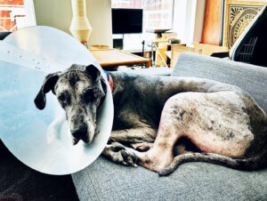 John Heilemann Instagram - Fourteen months after his first acl surgery (right knee), on Monday #dzadognyc returned to @amcny to have his second (left knee). This was DZA's *fourth* surgery in his five years on 🌎 (the other two were to fix a small birth defect in his shoulder when he was a puppy and to remove a huge but benign tumor from his mouth), all performed by AMC’s insanely talented and fully lovable head of surgery, Dr Pam Schwartz (praise jeebus for that woman). All of which is simply to say that this lovable lug has had *way* more than his fair share of medical mishegas … yet he's come through all of it with his profound sweetness, gangly goofiness, outlandish optimism, and overflowing empathy 100% intact. And now, to top it off, once Dizzy's recovery is complete 🤞, this #goodboy will soar into the summer as a fully Bionic Hound … and then, well, everyone LOOK OUT!!! #gangsteroflove #6milliondollardane 🐶🐾🩺💪🙏♥️♥️♥️♥️♥️♥️♥️♥️♥️♥️♥️♥️♥️♥️♥️♥️