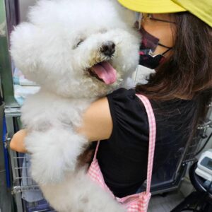 Jolin Tsai Instagram - 最後身影
 2006 Jan7 -2024 July 3

離別總是那麼沉重和不捨
因生活的每步足跡
都曾有你

給我最愛的熊

想像很多次與你離別
但從沒想過會是這樣的離別
迅速又衝擊
現在想起你 還是會忍不住淚水
媽咪很幸福，留下的都是你笑笑的樣子
謝謝你總是善解人意
獨自勇敢地面對疼痛的折磨

媽咪還想再緊緊抱著你， 把手藏在你毛茸茸的耳朵裡，拍你屁屁，玩無聊的沙發追逐遊戲，帶你去片場和小巨蛋溜達，再把你整理像棉花糖一樣白鬆軟的陪媽咪看電視...

無奈時間讓身體器官匹配不上你的活力，必須轉身離開，去其他星球施展你治癒的魅力

留下無數篇關於你的影片和照片， 彷彿你從未離開過

謝謝你陪我度過無數個平凡的日子
接納我最黑暗的一面
你總要的那麼少，給我的卻那麼多
謝謝你如此無條件的愛媽咪
媽咪好愛你 ，好想妳， 我的寶貝熊
我們下次再見了喔❤️❤️❤️
My Forever Forever Forever  love 😘 😘 😘 

來地球遊玩18年的皮永俊 @bichon_whoohoo
謝謝大家也這麼疼愛他