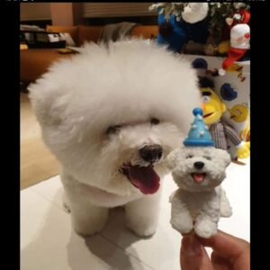 Jolin Tsai Instagram - 最後身影
 2006 Jan7 -2024 July 3

離別總是那麼沉重和不捨
因生活的每步足跡
都曾有你

給我最愛的熊

想像很多次與你離別
但從沒想過會是這樣的離別
迅速又衝擊
現在想起你 還是會忍不住淚水
媽咪很幸福，留下的都是你笑笑的樣子
謝謝你總是善解人意
獨自勇敢地面對疼痛的折磨

媽咪還想再緊緊抱著你， 把手藏在你毛茸茸的耳朵裡，拍你屁屁，玩無聊的沙發追逐遊戲，帶你去片場和小巨蛋溜達，再把你整理像棉花糖一樣白鬆軟的陪媽咪看電視...

無奈時間讓身體器官匹配不上你的活力，必須轉身離開，去其他星球施展你治癒的魅力

留下無數篇關於你的影片和照片， 彷彿你從未離開過

謝謝你陪我度過無數個平凡的日子
接納我最黑暗的一面
你總要的那麼少，給我的卻那麼多
謝謝你如此無條件的愛媽咪
媽咪好愛你 ，好想妳， 我的寶貝熊
我們下次再見了喔❤️❤️❤️
My Forever Forever Forever  love 😘 😘 😘 

來地球遊玩18年的皮永俊 @bichon_whoohoo
謝謝大家也這麼疼愛他