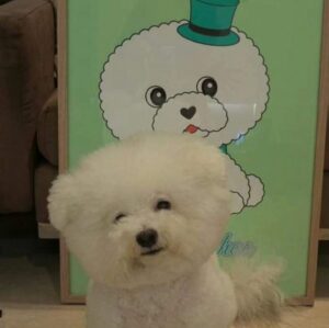Jolin Tsai Instagram - 最後身影
 2006 Jan7 -2024 July 3

離別總是那麼沉重和不捨
因生活的每步足跡
都曾有你

給我最愛的熊

想像很多次與你離別
但從沒想過會是這樣的離別
迅速又衝擊
現在想起你 還是會忍不住淚水
媽咪很幸福，留下的都是你笑笑的樣子
謝謝你總是善解人意
獨自勇敢地面對疼痛的折磨

媽咪還想再緊緊抱著你， 把手藏在你毛茸茸的耳朵裡，拍你屁屁，玩無聊的沙發追逐遊戲，帶你去片場和小巨蛋溜達，再把你整理像棉花糖一樣白鬆軟的陪媽咪看電視...

無奈時間讓身體器官匹配不上你的活力，必須轉身離開，去其他星球施展你治癒的魅力

留下無數篇關於你的影片和照片， 彷彿你從未離開過

謝謝你陪我度過無數個平凡的日子
接納我最黑暗的一面
你總要的那麼少，給我的卻那麼多
謝謝你如此無條件的愛媽咪
媽咪好愛你 ，好想妳， 我的寶貝熊
我們下次再見了喔❤️❤️❤️
My Forever Forever Forever  love 😘 😘 😘 

來地球遊玩18年的皮永俊 @bichon_whoohoo
謝謝大家也這麼疼愛他