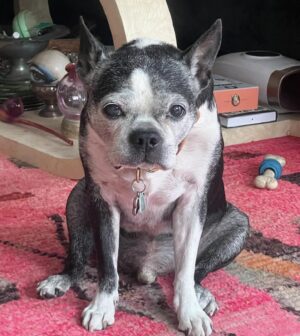Jon Gabrus Instagram - Happy 15th birthday to this critter here. 
Arthur ‘cheecho manfredi’ Gabrus
You make everyday funner, earlier and stinkier