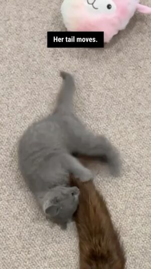 Jordan Watson Instagram - Kitten vs Dog….
#kitten #familypet #labrador #funnypets #howtodadnz