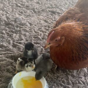 Judith Rakers Instagram - Der neue Star auf der Farm. TWEETY🐣🐥

(Hat sich berappelt dank Powerfood-Extraportionen)

So, dass war jetzt aber erstmal der letzte Küken-Post. Das eskaliert hier völlig mit dem Chicken-Content. 😂

#meinekleineFarm #homefarming #Federfreunde #tweety #diedreivondertankstelle