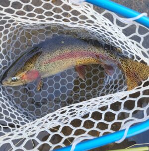 Justin Warner Instagram - Catch and release