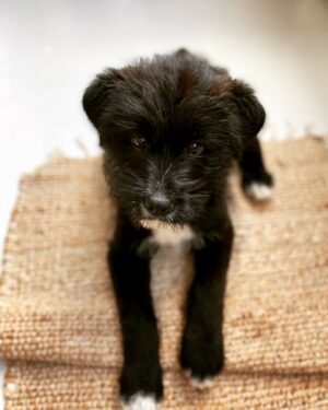 Kaan Çakır Instagram - Odin. Evimizin yeni erkegi. Tam 35 yil istedigim bekledigim ve direndigim garip duygunun mahsülü. Odin Odin Odin. #pet #yavruköpeksahiplen #sokakköpeklericandır #sokakkopegisahiplen #karaüzümhabbesi