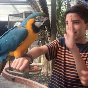 Kadan Rockett Instagram - Fun hanging out today in Arizona with @halfdan5 from America's Got Talent and @eikibird !! Check out these videos & pics!! #KidMagician #swordswallower #KidMagicians #swordswallowing #ExoticBird #ExoticBirds #Parrot #Parrots #parrotsofinstagram #parrotlover #parrotlove #sword #swords #AGT #AmericasGotTalent #AGTFamily #ThePerch #birdtraining #birdsanctuary #FeedTheBirds