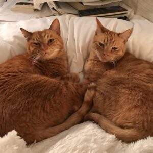 Kate Walsh Instagram - My dear little cat Pablo has left this earth after 18 gorgeous, generous years with me & so many, many other people.  I adopted Pablo & Billy when they were 6 weeks…they could both fit on a dinner plate! 
He was such a little gentleman, and traveled with me thru so much of my adult life: relationships, house moves, Grey’s Anatomy, marriage/divorce, major surgeries, to the love of my life, Andrew. 
He brought so much joy to so many…and he was a hard worker: assisting Vicki, Derek & Jess thru the years and always waiting patiently for us humans to settle so he could sit on a lap or hop on your chest. 
Pablo was my constant companion. 
He was a loyal little gentleman & even managed to do a campaign w/ me for Tidy Cats! 
He caught mice in the Hollywood Hills, escaped an attempted owl kidnapping in Griffith Park, took inadvertent ‘swims’ whilst sunning himself on the edge of the pool in Los Feliz 😹, chased rabbits in Encino, watched the sunset every evening amidst the crashing waves of Malibu, enjoyed city life in Soho & Greenwich village, and eventually retired here in Western Australia where he actually took a walk on the beach, communed with the Willy wagtails/Djiti djitis each morning, spent afternoons napping in the sun & evenings on the patio watching the sunset over the Indian Ocean… he got to explore the Australian bush in wildflower season, meeting interesting Australian insects & critters (cue the blue tongue & the huntsman) and star gazed in the evenings. 
He was a loving, respectful roommate to Rosie the dog and has now joined Billy the cat, Lucy the dog & Amico…
I just wanted to share this with all of you, who have liked my cat photos & videos and created accounts for Pablo over the years. That is just so special. I thank you for all the joy you have given & shared with me thru this magical little creature. I also wanted to express my gratitude for all the veterinarians along the way that have taken such excellent care of Pablo, even tho his record was marked for being a ‘difficult’ patient. 🙀 and I especially want to thank the doctors and staff at Murdoch Hospital who successfully removed his cancer and gave him a another year and a half here in WA.