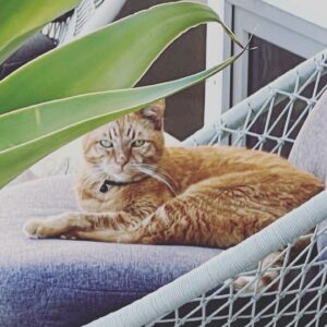 Kate Walsh Instagram - My dear little cat Pablo has left this earth after 18 gorgeous, generous years with me & so many, many other people.  I adopted Pablo & Billy when they were 6 weeks…they could both fit on a dinner plate! 
He was such a little gentleman, and traveled with me thru so much of my adult life: relationships, house moves, Grey’s Anatomy, marriage/divorce, major surgeries, to the love of my life, Andrew. 
He brought so much joy to so many…and he was a hard worker: assisting Vicki, Derek & Jess thru the years and always waiting patiently for us humans to settle so he could sit on a lap or hop on your chest. 
Pablo was my constant companion. 
He was a loyal little gentleman & even managed to do a campaign w/ me for Tidy Cats! 
He caught mice in the Hollywood Hills, escaped an attempted owl kidnapping in Griffith Park, took inadvertent ‘swims’ whilst sunning himself on the edge of the pool in Los Feliz 😹, chased rabbits in Encino, watched the sunset every evening amidst the crashing waves of Malibu, enjoyed city life in Soho & Greenwich village, and eventually retired here in Western Australia where he actually took a walk on the beach, communed with the Willy wagtails/Djiti djitis each morning, spent afternoons napping in the sun & evenings on the patio watching the sunset over the Indian Ocean… he got to explore the Australian bush in wildflower season, meeting interesting Australian insects & critters (cue the blue tongue & the huntsman) and star gazed in the evenings. 
He was a loving, respectful roommate to Rosie the dog and has now joined Billy the cat, Lucy the dog & Amico…
I just wanted to share this with all of you, who have liked my cat photos & videos and created accounts for Pablo over the years. That is just so special. I thank you for all the joy you have given & shared with me thru this magical little creature. I also wanted to express my gratitude for all the veterinarians along the way that have taken such excellent care of Pablo, even tho his record was marked for being a ‘difficult’ patient. 🙀 and I especially want to thank the doctors and staff at Murdoch Hospital who successfully removed his cancer and gave him a another year and a half here in WA.