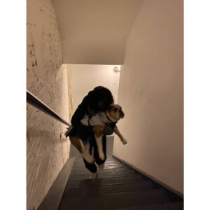 Kathryn Prescott Instagram - Broken lift   arthritic Bulldog   4th floor apartment =