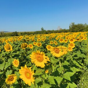 Katie Cassidy Instagram - Lost in a sea of sunflowers! 🌻🌻🌻
