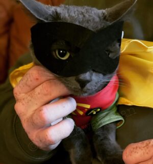 Katrina Weidman Instagram - Batman and Robin wishing you a spooktacukar few days ahead 🎃👻👹

…. My cat hates me right meow. See pic #3 for proof 👉👉👉 🙀

Happy Halloween, Samhain, & day of the dead weekend!!! Enjoy the magic 🔮✨

#halloween #halloweencostume #halloweencostumes #halloweendog #halloweencat #samhain #blessedsamhain #dayofthedead #allhallowseve #spookyseason #spooky #batmancostume #robincostume #dogsofinstagram #catsofinstagram #pitbull #pitbullsofinstagram #rescuedog #rescuedogsofinstagram #tripawds #tripawdsofinstagram #tripawdlife