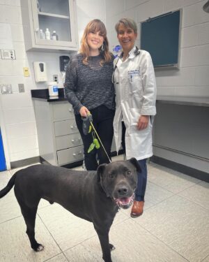 Katrina Weidman Instagram - Exciting news! Batman (my dog 🐶 not the other Batman 😉) will be on @60minutes @andersoncooper @cbstv this Sunday 7PM!!! 

Batman was diagnosed with #osteosarcoma when he was only 10 months old. The prognosis for osteo dogs is, at best, a year even with conventional treatment (amputation and chemo). We were complexly devastated 😓 and the situation seemed hopeless.

Luckily we were told about this new vaccine from Dr. Nicola Mason. Fate also stepped in as we ended up being connected to someone whose dog was in the first trial of vaccines years prior and that dog ended up living an additional 6 years!!! 6!!!!

With that information we felt pretty confident moving forward with amputation, chemo, and enrolling Batman in a study for immunotherapy. 

This last piece was the final bit of info that made us move forward though…
the vaccine was being studied not only to help dogs, but to help children with osteosarcoma! This type of cancer is so similar in dogs and children that the hope was, if successful in dogs, they could move to humans.

This upcoming #60minutes episode shows the FIRST child (teen) to receive the vaccine and highlights Dr Mason and her incredible work. 

We are thrilled to know that the vaccine has shown so much promise. 
We strongly believe that the vaccine is a huge part of why we’re now celebrating Batman’s 5TH birthday this Fall 🥳

Batman will prob only be on screen for a few seconds, but we were beyond honored to be part of this project. Dr Mason and her team at @pennvetschool gave us hope when there was NONE. As a pet parent I can’t even tell you how invaluable their guidance and study results were to us. I would imagine this feeling will be 100x that to the families affected by childhood osteosarcoma. 

Science is incredible, the researches and drs who do this are 🦸‍♀️ #heros , and dogs just keep proving that they really are our best friends 😉🥰

Hmu @jessicasaintbeauty 
#cancer #cancervaccine #immunotherapy #drnicolamason #drmason #pennvet #60minutes #cbs #andersoncooper #osteosarcoma #osteosarcomaawareness #osteosarcomadogs #tripawd #tripawdsofinstagram #tripawdlife #pitbull #pitbullsofinstagram #pitbulls #pitbullsofphilly #philly