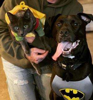 Katrina Weidman Instagram - Batman and Robin wishing you a spooktacukar few days ahead 🎃👻👹

…. My cat hates me right meow. See pic #3 for proof 👉👉👉 🙀

Happy Halloween, Samhain, & day of the dead weekend!!! Enjoy the magic 🔮✨

#halloween #halloweencostume #halloweencostumes #halloweendog #halloweencat #samhain #blessedsamhain #dayofthedead #allhallowseve #spookyseason #spooky #batmancostume #robincostume #dogsofinstagram #catsofinstagram #pitbull #pitbullsofinstagram #rescuedog #rescuedogsofinstagram #tripawds #tripawdsofinstagram #tripawdlife