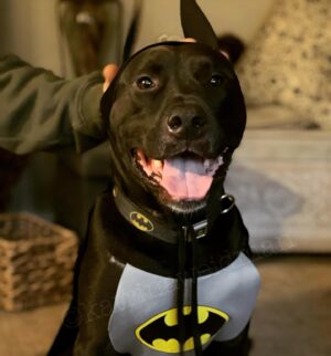 Katrina Weidman Instagram - Batman and Robin wishing you a spooktacukar few days ahead 🎃👻👹

…. My cat hates me right meow. See pic #3 for proof 👉👉👉 🙀

Happy Halloween, Samhain, & day of the dead weekend!!! Enjoy the magic 🔮✨

#halloween #halloweencostume #halloweencostumes #halloweendog #halloweencat #samhain #blessedsamhain #dayofthedead #allhallowseve #spookyseason #spooky #batmancostume #robincostume #dogsofinstagram #catsofinstagram #pitbull #pitbullsofinstagram #rescuedog #rescuedogsofinstagram #tripawds #tripawdsofinstagram #tripawdlife