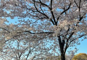 Katsunori Takahashi Instagram - 「舞いあがれ」
クランクインは
2022年3月！
まだ桜の季節だったなぁ。
これは岩倉家のどこかに飾ってある、
舞の小学校の入学式の写真♪
家族の記憶♪

#舞いあがれ ＃舞いあがれ東大阪
#朝ドラ　#NHK
#浅田はろちゃん 
#福原遥
#高橋克典