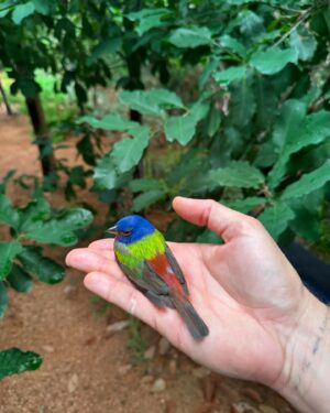 Keegan Allen Instagram - Recently got into ornithology (@ianmharding and @jonesallenart encouraged me for years and I’m finally getting into it)

Really had a rough Mother’s Day 

Prayed for some comfort from God 

This beautiful painted bunting 

Flew to me and then
clung to me for a while 

and then 
flew away into the sunset

Love you too mom
